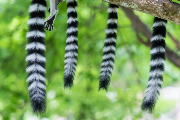 Pozycjonowanie Long Tail - dlaczego nie można go ignorować?