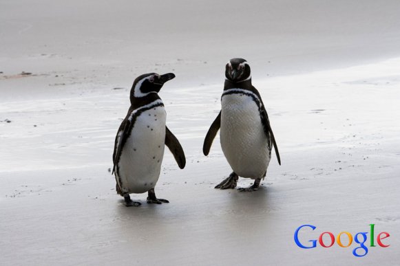 Aktualizacja Google Pingwin